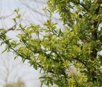 Viburnum Sieboldii