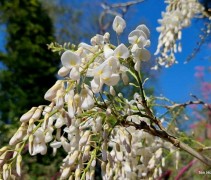 Wisteria sinensis Alba