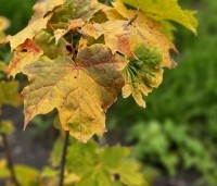 Acer plat. 'Princeton Gold' - Acer plat. 'Princeton Gold' - 4