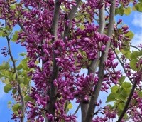Cercis siliquastrum - Judasboom - 1