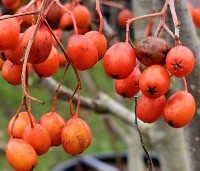 Sorbus 'Dodong' - Lijsterbes 'Dodong' - 1