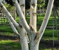 Betula utilis 'Doorenbos' - Himalayaberk - 1