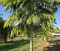 Cedrus deodara 'Aurea' - Himalayaceder 'Aurea' - 4