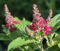 Buddleja davidii 'Butterfly Candy Little Ruby' - dwergvlinderstruik rood - 1