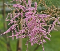Tamarix ramosissima 'Pink Cascade' - Tamarisk - 5