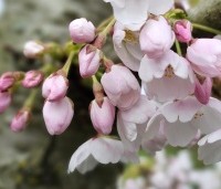 Prunus x yedoensis  - Yoshinokers - 3