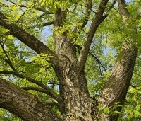 Pterocarya Stenoptera - Vleugelnoot - 1