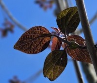 Clerodendrum trichotomum 'Purple Blaze' - Kansenboom 'Purple Blaze' - 2