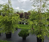 Tsuga canadensis - Canadese Hemlockspar - 1