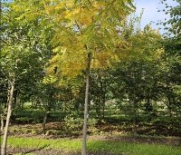 Juglans nigra - Zwarte Notenboom - 4