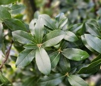 Arbutus unedo - Aardbeiboom - 2