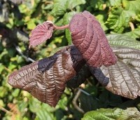 Corylus avellana 'Red Majestic' - Rode kronkelhazelaar - 1