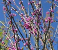 Cercis chinensis 'Avondale' - Chinese Judasboom 'Avondale' - 1