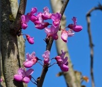 Cercis chinensis 'Avondale' - Chinese Judasboom 'Avondale' - 4