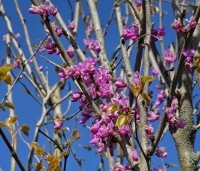 Cercis chinensis 'Avondale' - Chinese Judasboom 'Avondale' - 5