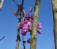 Cercis chinensis 'Avondale' - Chinese Judasboom 'Avondale' - 3