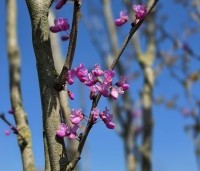 Cercis chinensis 'Avondale' - Chinese Judasboom 'Avondale' - 2