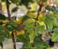 Koelreuteria paniculata - Chinese vernisboom - 3