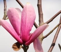 magnolia 'Galaxy' bloesem
