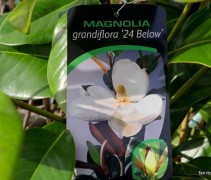 Magnolia grandiflora 24 Below