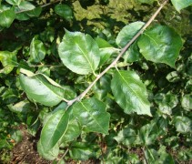 Malus domestica 'Gravensteiner' blad