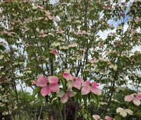 Cornus 'Norman Hadden' - Japanse grootbloemige kornoelje 'Norman Hadden' - 2