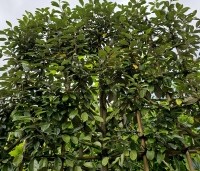 Elaeagnus ebbingei - Olijfwilg - meerjarig leischerm 120x120cm juni 2024