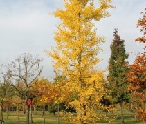 Ginkgo biloba solitair beveerd