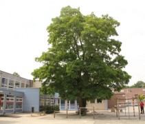 Robinia pseudoacacia