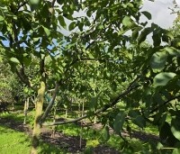 Juglans regia 'Lange van Lod'  - Walnoot, Reuzennoot - 7