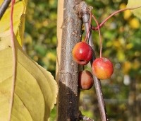 Malus 'Rudolph' - Sierappel - 3