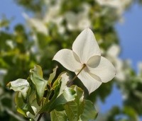 cornus kousa var chinensis - cornus kousa var chinensis - 8