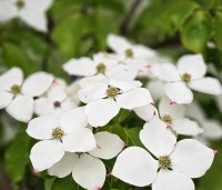 Cornus kousa 'Schmetterling' - Japanse grootbloemige kornoelje 'Schmetterling' - 1