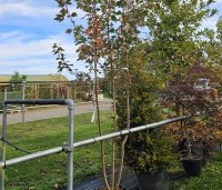 Acer rubrum 'Brandywine' - Acer rubrum 'Brandywine' - 4