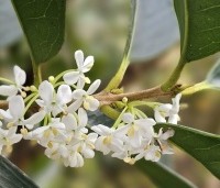 Osmanthus aquifolium - Osmanthus aquifolium - 3