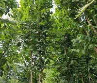 Koelreuteria paniculata 'Fastigiata' - Chinese Vernisboom zuilvorm - 9