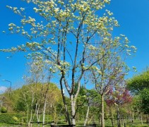 Cornus 'Eddie's White Wonder'