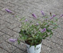 Dwerg Vlinderstruik 'Blue Chip' wordt geleverd in pot