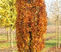 Herfstkleur Beuk, zuilvorm