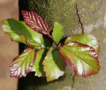 Parrotia persica 'Vanessa'