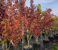 Liquidambar styraciflua - Amberboom - 8