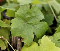 Vitis vinifera 'Boskoop Glorie' - Blauwe druif 'Boskoop Glorie' - 1