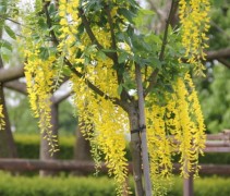 Laburnum Vossii