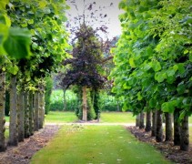 Tilia americana 'Nova'