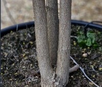 Koelreuteria paniculata 'Fastigiata' - Chinese Vernisboom zuilvorm - 7