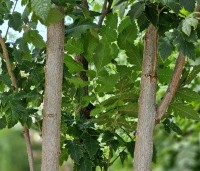 Koelreuteria paniculata 'Fastigiata' - Chinese Vernisboom zuilvorm - 6