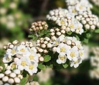 Spiraea nipponica 'Snowmound' - Spierstruik 'Snowmound' - vakbeplanting  - 3