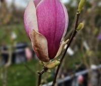 Magnolia soulangeana 'Lennei' - Beverboom - 1