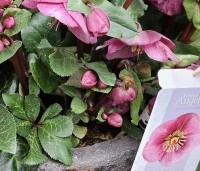 Helleborus orientalis per kist a 24 st. - Nieskruid - CULTIVAR OP AANVRAAG:  HELLEBORUS CHARMER