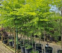 Gymnocladus dioica - Doodsbeenderenboom - 3
